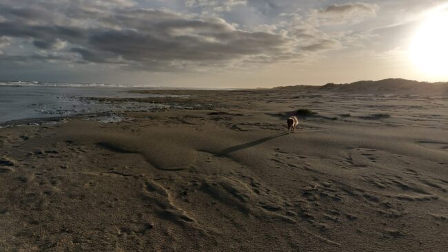 Hond Schiermonnikoog